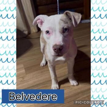 American Bully and Boston Terrier Dogs Available for Adoption - Belvedere | PetCurious
