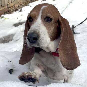 Basset Hound Dogs Available for Adoption - Roscoe | PetCurious