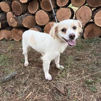 Harley -  Chihuahua and Terrier Dog for Adoption in Monticello, Iowa - Harley | PetCurious