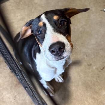 Beagle Dogs Available for Adoption in Birmingham, Alabama - Miller | PetCurious