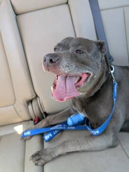 Pit Bull Terrier and Mixed Breed Dogs Available for Adoption in Kansas City, Missouri - Jordan | PetCurious