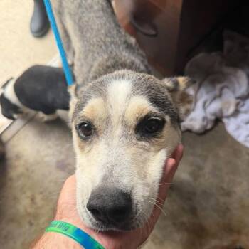 Lunar -  Mixed Breed and Shepherd Dog for Adoption in Springboro, Ohio - Lunar | PetCurious