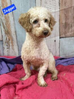 Rescue Cockapoo Dogs for Adoption in Wheelersburg, Ohio - Jagger | PetCurious