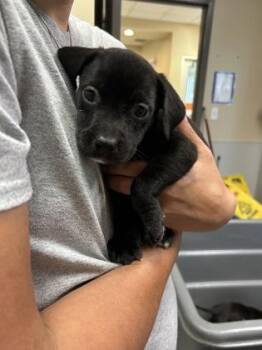 Odysseus -  Labrador Retriever and Mixed Breed Dog for Adoption in Kansas City, Missouri - Odysseus | PetCurious