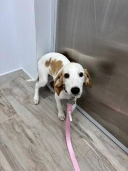 Mixed Breed Dogs Available for Adoption in Largo, Florida - Opal | PetCurious