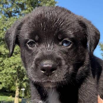 Drum - red -  Border Collie and Black Labrador Retriever Dog for Adoption in Greenfield, Indiana - Drum - Red | PetCurious