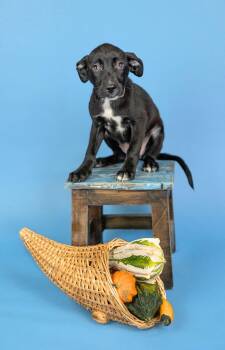 823-26 -  Labrador Retriever Dog for Adoption in Brighton, Colorado - 823-26 | PetCurious