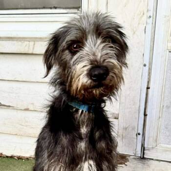 Rescue Terrier Dogs for Adoption in Hillsborough, North Carolina - Chester | PetCurious