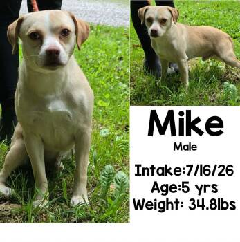 Mike -  Pug Dog for Adoption in Staffordsville, Kentucky - Mike | PetCurious