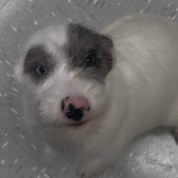 Flash -  Labradoodle Dog for Adoption in New Philadelphia, Ohio - Flash | PetCurious