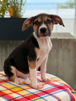 Toy Story Litter - Buzz Lightyear -  Mixed Breed Dog for Adoption in Savage, Minnesota - Toy Story Litter - Buzz Lightyear | PetCurious