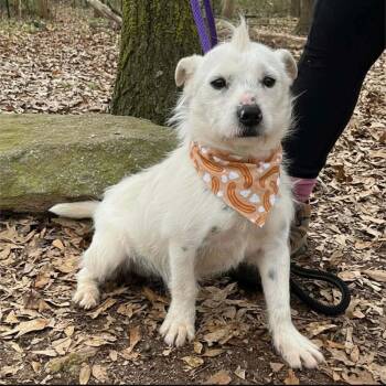 Mixed Breed Dogs Available for Adoption in Wayne, New Jersey - Churro | PetCurious