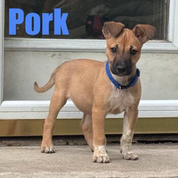 Pork -  Terrier and Chihuahua Dog for Adoption in Ellicott City, Maryland - Pork | PetCurious