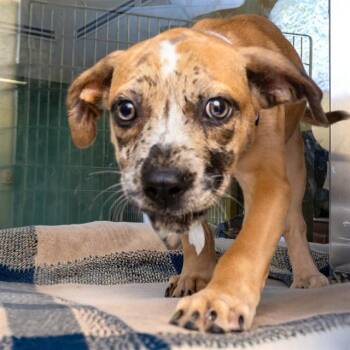 SUZUKI -  Catahoula Leopard Dog and Mixed Breed Dog for Adoption in St. Louis, Missouri - SUZUKI | PetCurious