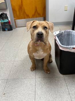 Catahoula Leopard Dog and Pit Bull Terrier Dogs Available for Adoption in Sorrento, Louisiana - Ruca | PetCurious