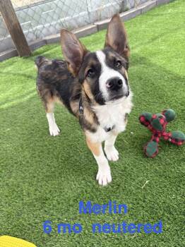 Shepherd Dogs Available for Adoption - Merlyn | PetCurious