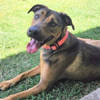Kit Kat -  Chow Chow and Australian Cattle Dog Blue Heeler Dog for Adoption in Krum, Texas - Kit Kat | PetCurious