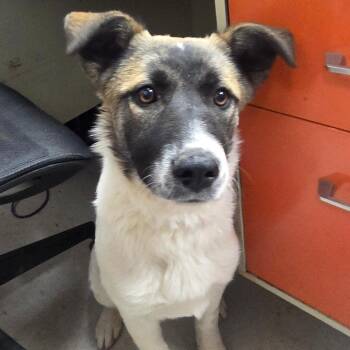 Anatolian Shepherd and Mixed Breed Dogs Available for Adoption in Boone, Iowa - Gravel | PetCurious