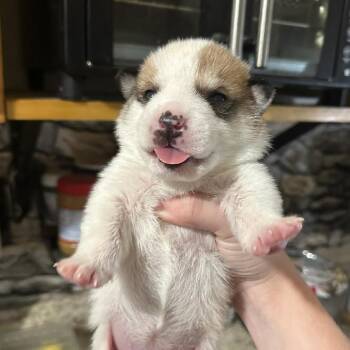 Princess -  Husky and Australian Shepherd Dog for Adoption in Phoenix, Arizona - Princess | PetCurious