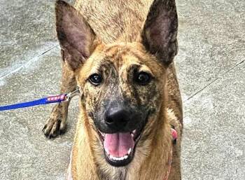 Rescue Mixed Breed Dogs for Adoption in City Of Industry, California - Lexi | PetCurious