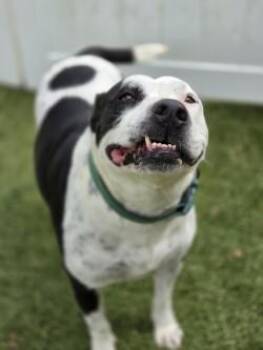 Rocket -  Mixed Breed Dog for Adoption in Savannah, Georgia - Rocket | PetCurious