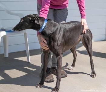Zoodles -  Greyhound Dog for Adoption in Woodinville, Washington - Zoodles | PetCurious