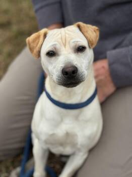 Rescue Shar Pei and Terrier Dogs for Adoption in Meherrin, Virginia - Fletcher | PetCurious