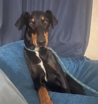 Rescue Doberman Pinscher Dogs for Adoption in Tracy, California - A045996 | PetCurious