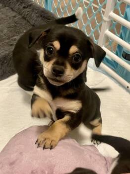Rat Terrier and Chihuahua Dogs Available for Adoption - Coriander In Texarkana TX | PetCurious
