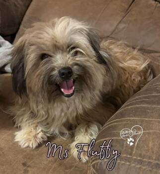 Mixed Breed and Lhasa Apso Dogs Available for Adoption - Ms Fluffy | PetCurious