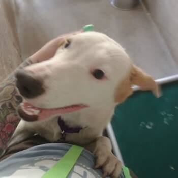 Rescue Mixed Breed Dogs for Adoption in Austin, Texas - Raspberry Jam | PetCurious