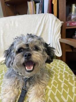 Pekingese and Poodle Dogs Available for Adoption in Lawrenceville, Georgia - S`more | PetCurious