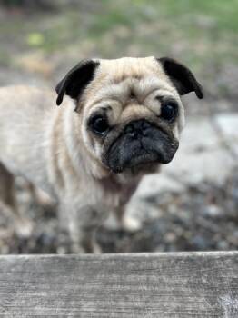 Pug Dogs Available for Adoption in Pelham, Massachusetts - Figgy | PetCurious
