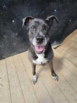TOOTSIE -  Labrador Retriever Dog for Adoption in Frisco, Colorado - TOOTSIE | PetCurious