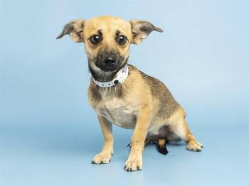 LULU -  Chihuahua Dog for Adoption in Phoenix, Arizona - LULU | PetCurious