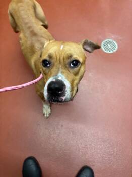 Angel -  Mixed Breed Dog for Adoption in Douglasville, Georgia - Angel | PetCurious