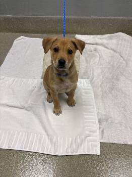Golden Retriever and Mixed Breed Dogs Available for Adoption in Las Vegas, Nevada - RUGER | PetCurious