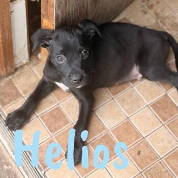 Pit Bull Terrier Dogs Available for Adoption in Wilmington, Illinois - Helios | PetCurious