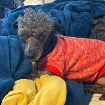 Noodles -  Miniature Poodle and Miniature Schnauzer Dog for Adoption in Ramona, California - Noodles | PetCurious