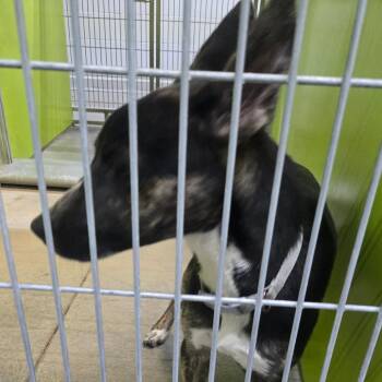 Bea2235 -  Cattle Dog and Shepherd Dog for Adoption in San Jacinto, California - Bea2235 | PetCurious