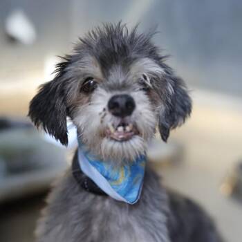 WILEY -  Havanese Dog for Adoption in San Antonio, Texas - WILEY | PetCurious