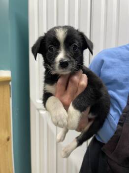 Cookie -  Mixed Breed Dog for Adoption in Chattanooga, Tennessee - Cookie | PetCurious