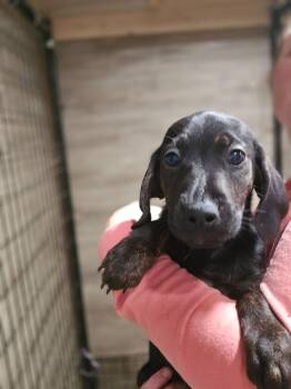 Rescue Mixed Breed Dogs for Adoption in Sweetwater, Tennessee - Arrby | PetCurious