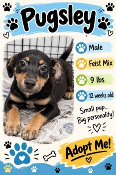Pugsley -  Mixed Breed Dog for Adoption in Rock Hill, New York - Pugsley | PetCurious