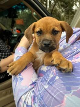 Terrier and Mixed Breed Dogs Available for Adoption - Jamie | PetCurious