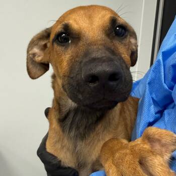 Scrappy -  Black Mouth Cur and Mixed Breed Dog for Adoption in Abilene, Texas - Scrappy | PetCurious