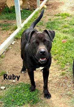Ruby -  Black Labrador Retriever Dog for Adoption in Senatobia, Mississippi - Ruby | PetCurious