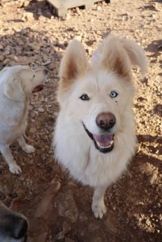 Husky Dogs Available for Adoption in Issaquah, Washington - Max The Tripaw | PetCurious