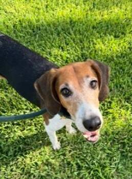 Blue Bell -  American Foxhound Dog for Adoption in Wekiwa Springs, Florida - Blue Bell | PetCurious