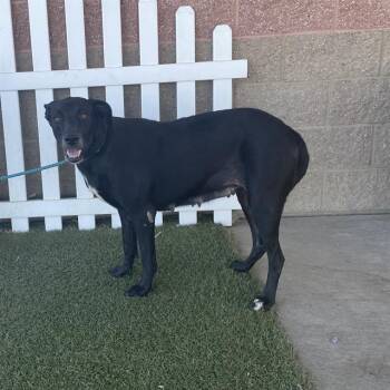UMA -  Labrador Retriever Dog for Adoption in Modesto, California - UMA | PetCurious